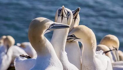 九游下载官网-库里：空投的“魔术师”，破解NBA防守密码！，里程碑!库里总得分超魔术师 仓促出手投丢