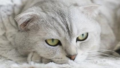 九游游戏中心官网-摩纳哥战平雷恩，赛季表现仍不尽如人意，摩纳哥 雷恩